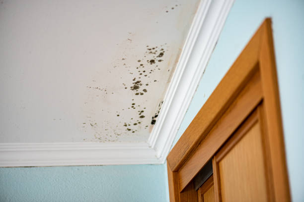 Best Mold Removal Process  in USA